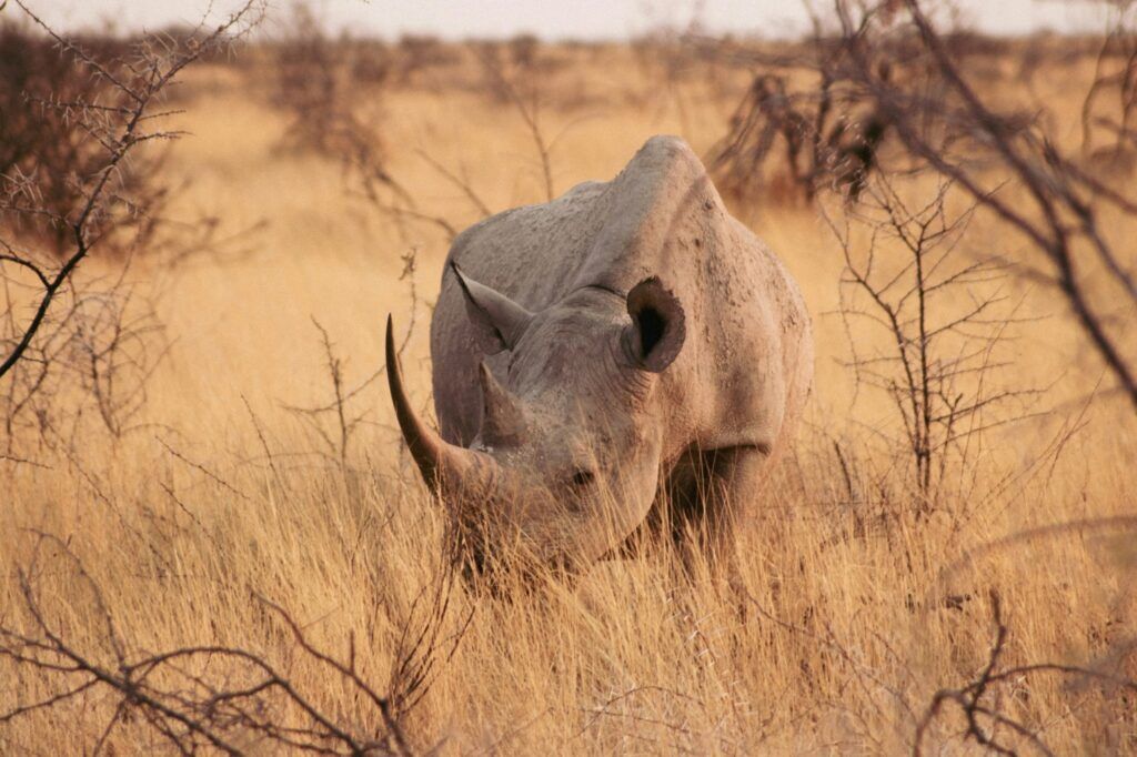 A black rhino standing in the high yellow grass of Etosha National Park in Namibia