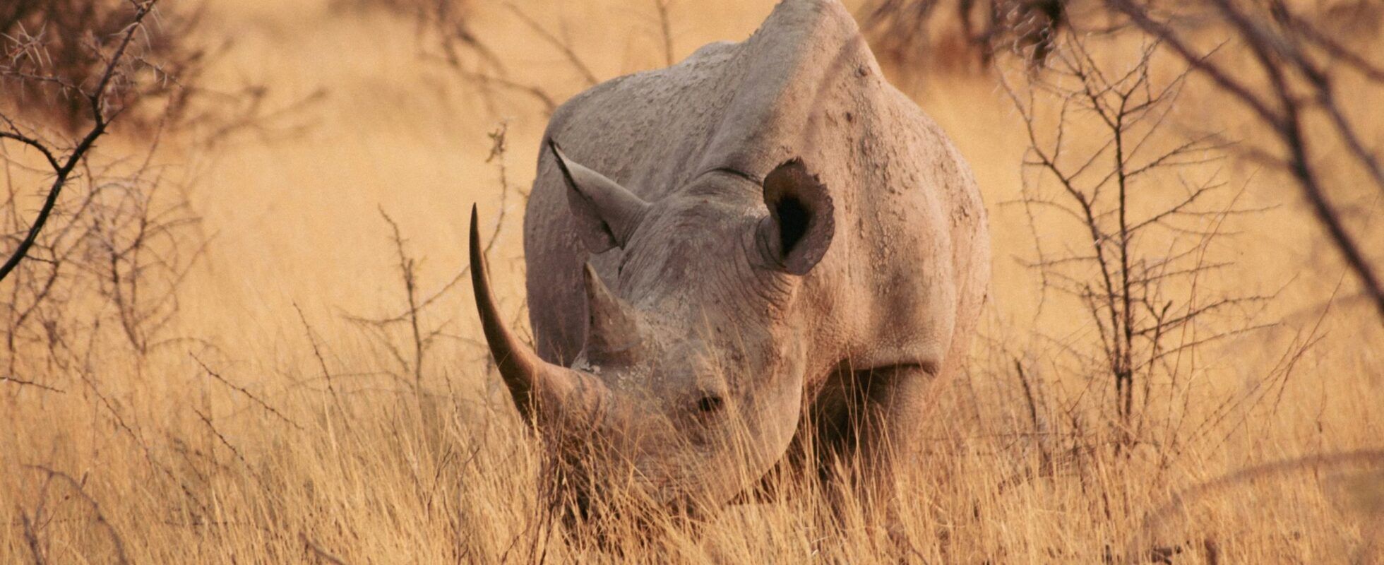 A black rhino standing in the high yellow grass of Etosha National Park in Namibia