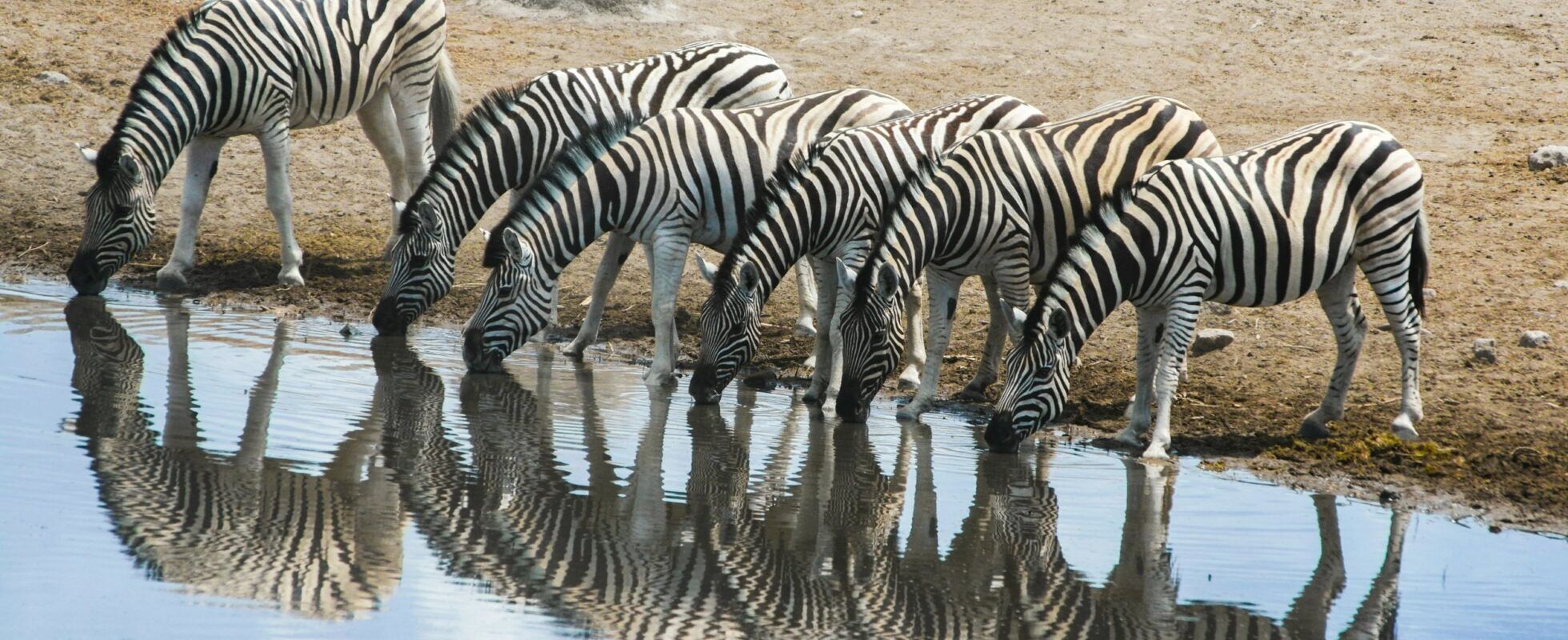 Zebras reflected while drinking at the waterhole in Namibia's Etosha National Park