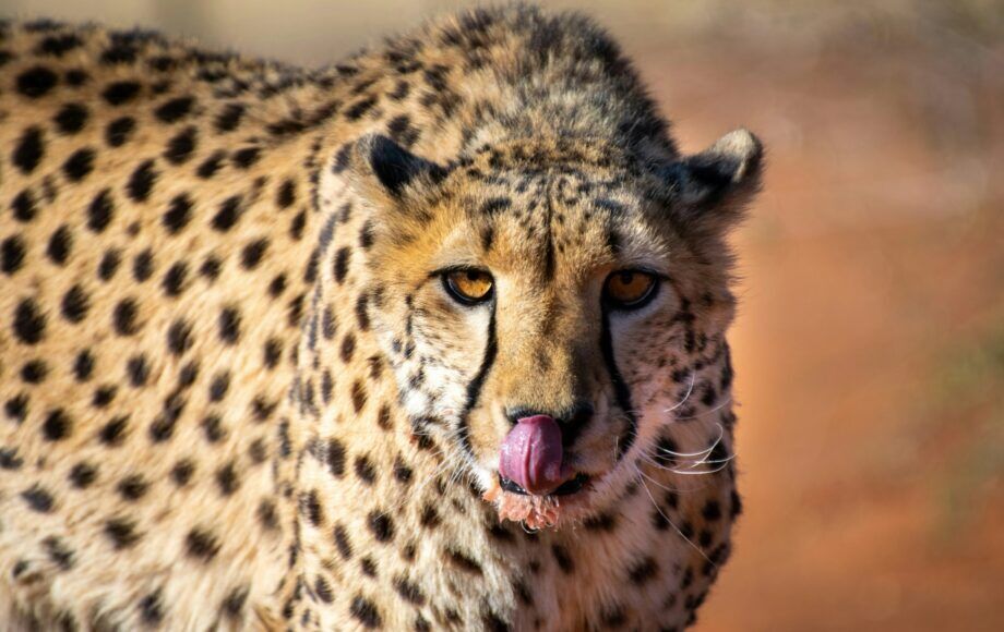 Cheetah in Namibia Kalahari licking its lips