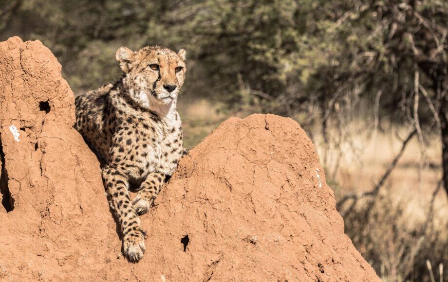 Cheetah is resting on a large termite mount in the Kalahari