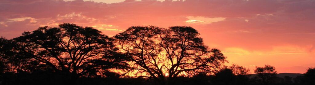 Pink red Sunset in the Kalahari with large trees in front