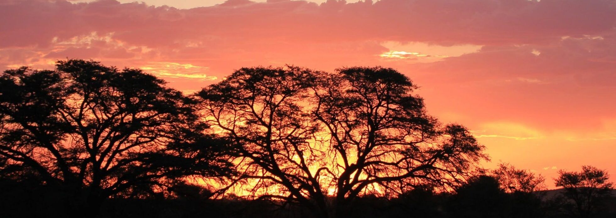 Pink red Sunset in the Kalahari with large trees in front