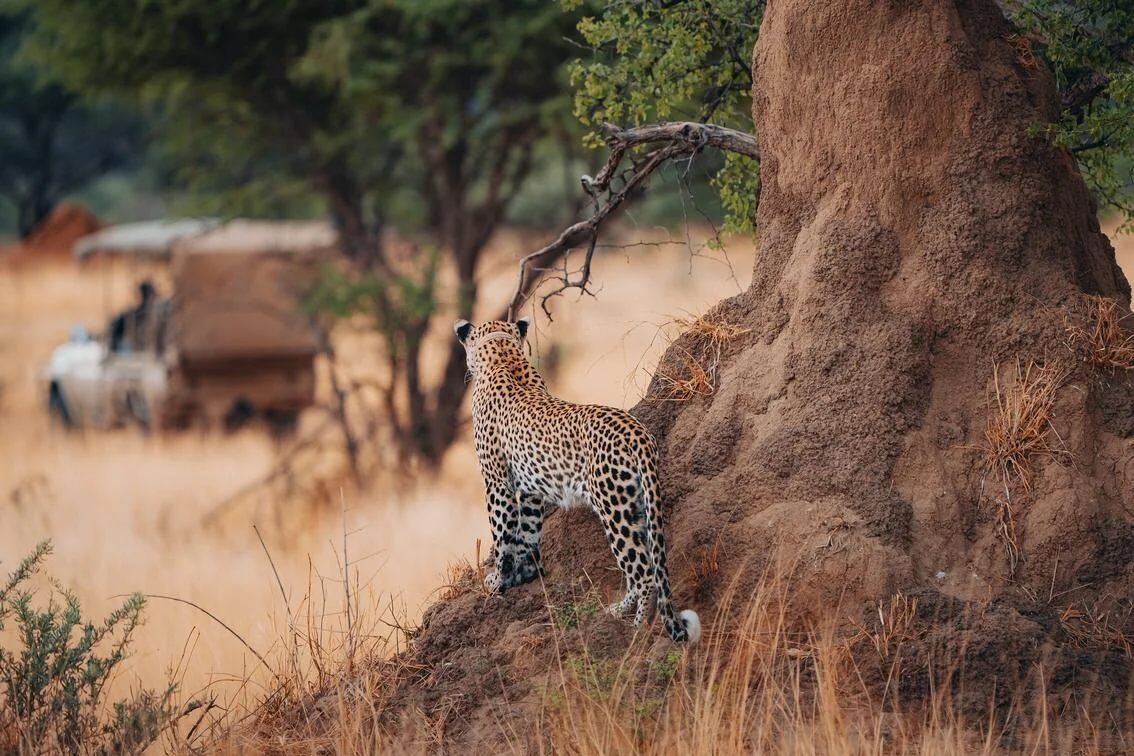 Okonjima Nature Reserve