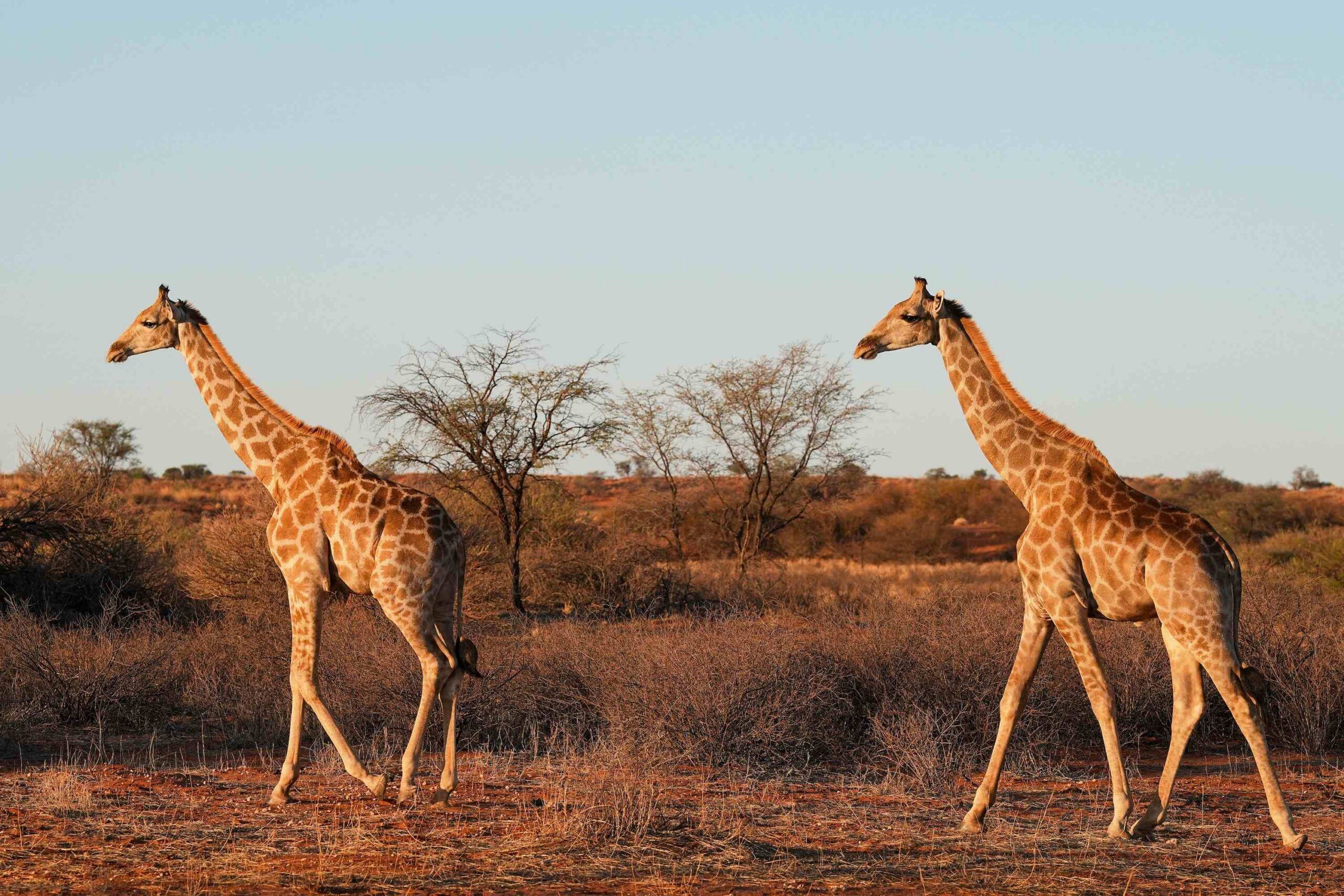 The Kalahari