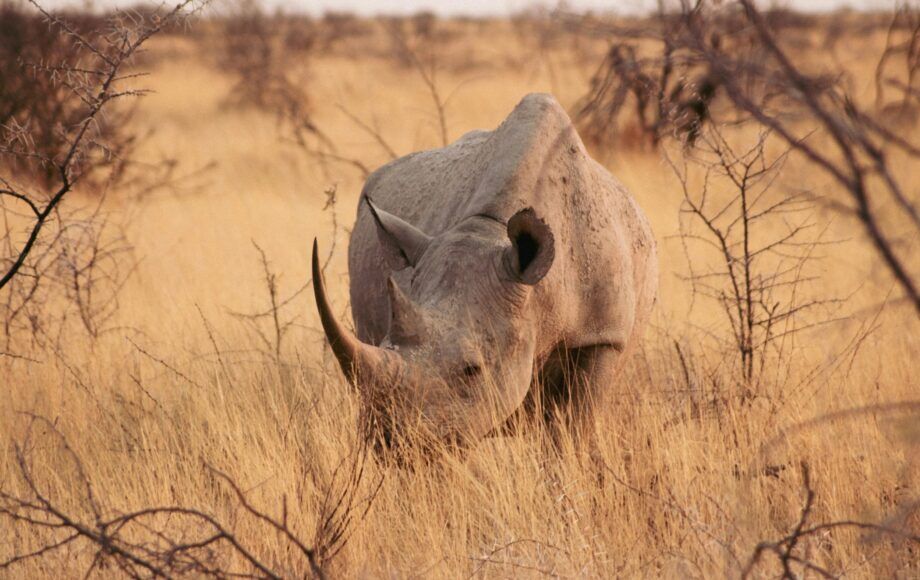Black rhino standing in high yellow grass