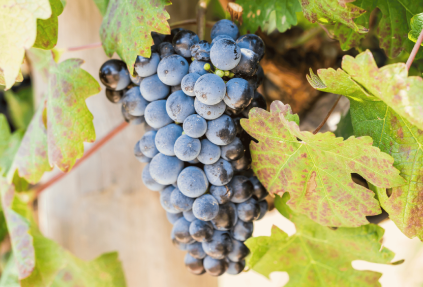 Wein und Kulinarik Südafrika