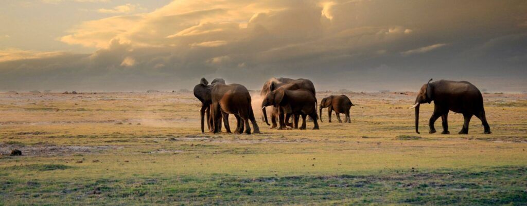 Nairobi → 2 days Masai Mara → Lake Naivasha → 2 days Amboseli → Tsavo West → Tsavo East → 2 days Mombasa → 3 days Diani Beach