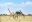 Walking Safari in Kidepo Valley National Park