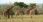 Jeep safari in Murchison Falls National Park