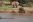 Ol' Pejeta Conservancy