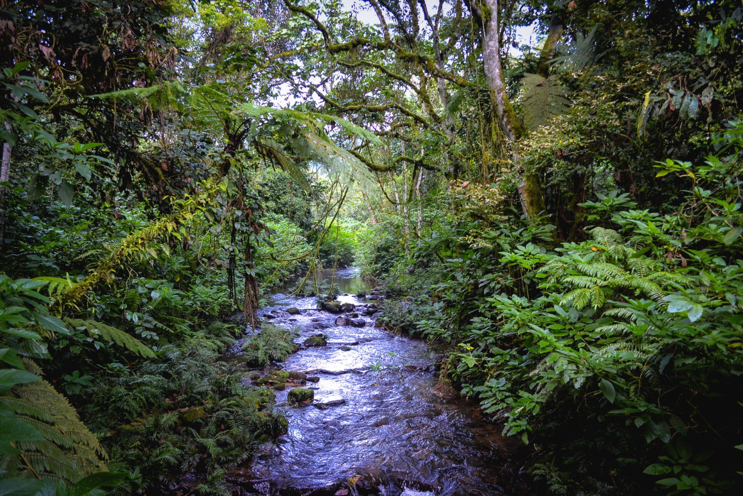 Creek leading through green forest of Bwindi Impenetrable National Park