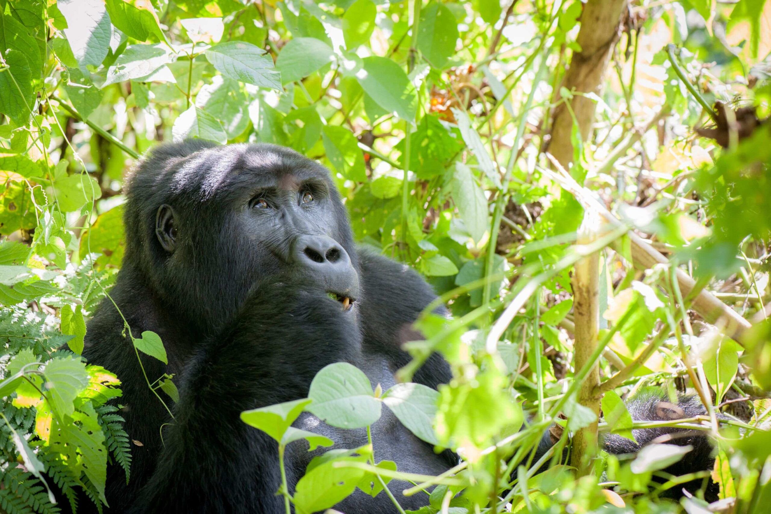 Eating mountain gorilla surrounded by green leaves