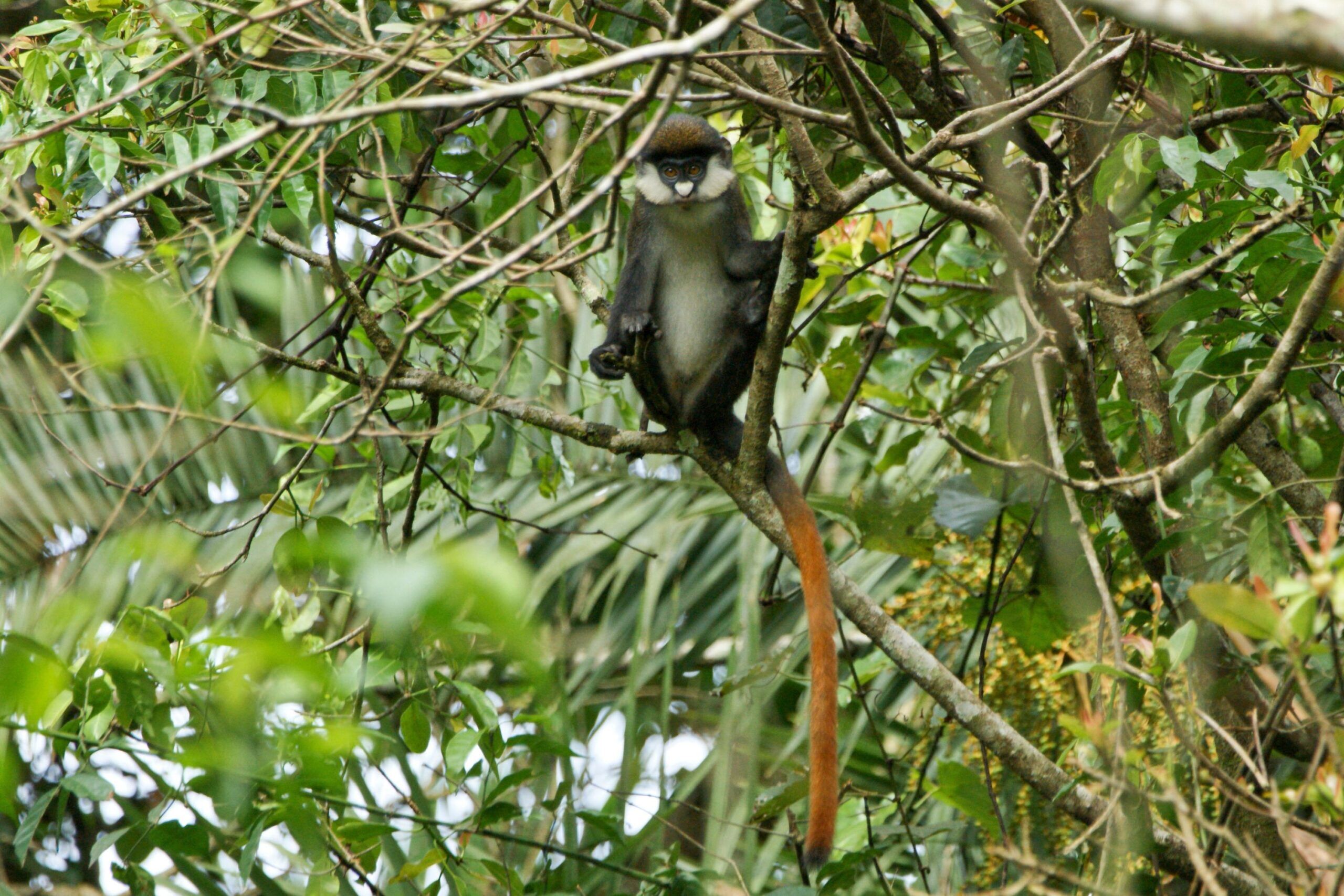 Red-tailed monkey sitting on a branch in a tree