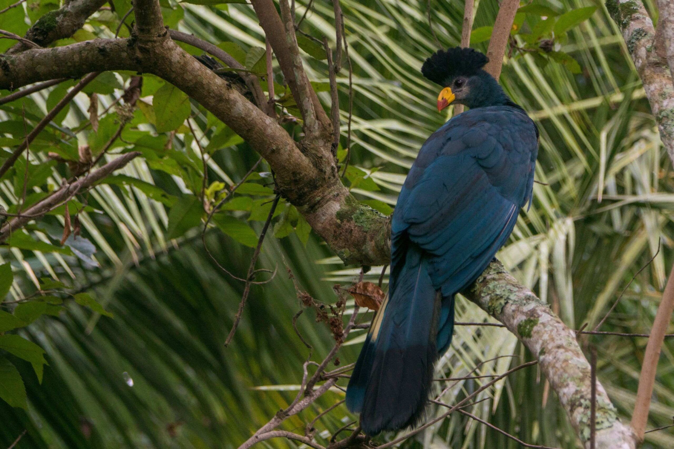 Great Blue Turaco sitting on a branch in Bigodi Wetland Sanctuary
