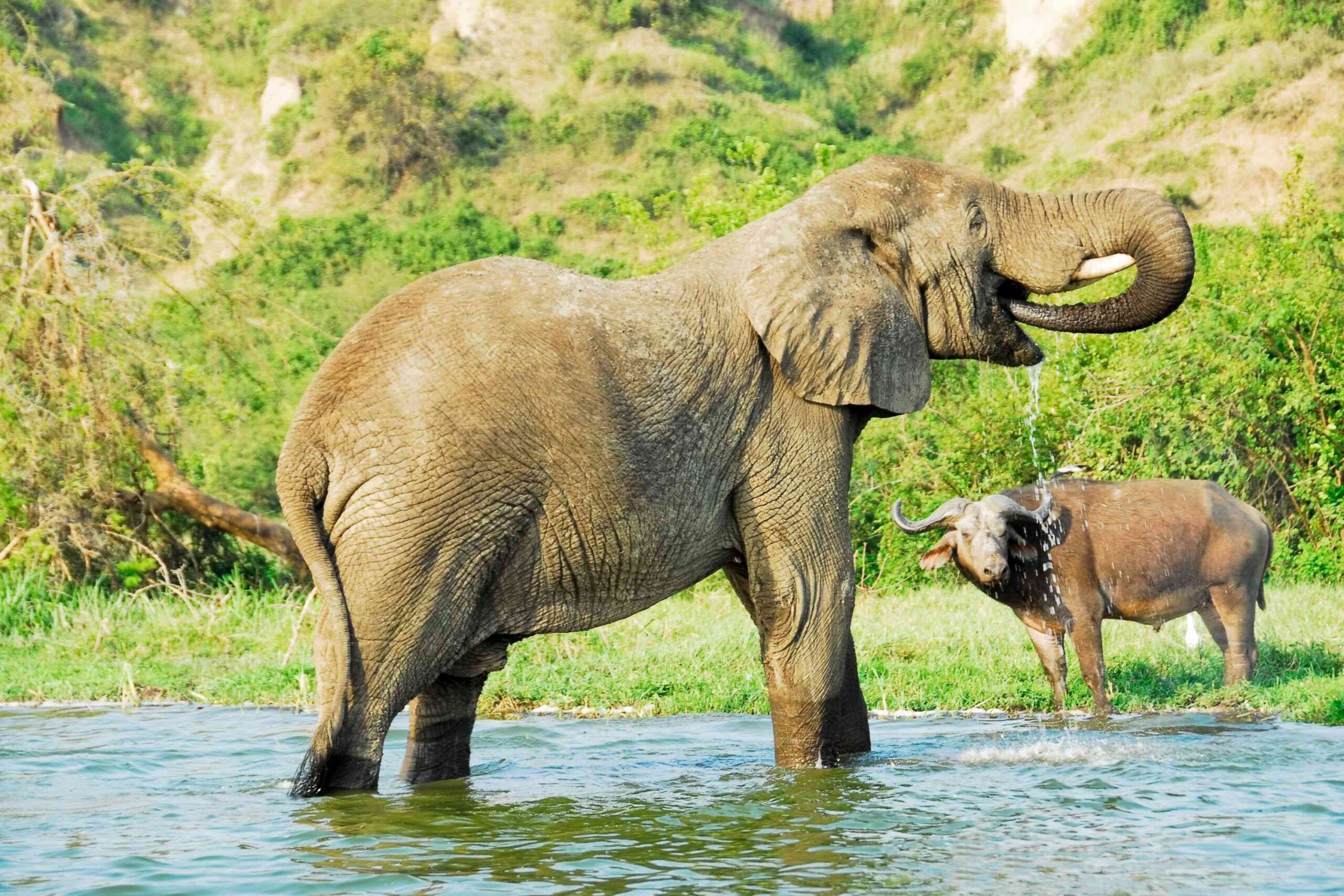 Elephant standing in shallow water drinking with buffalo in the background