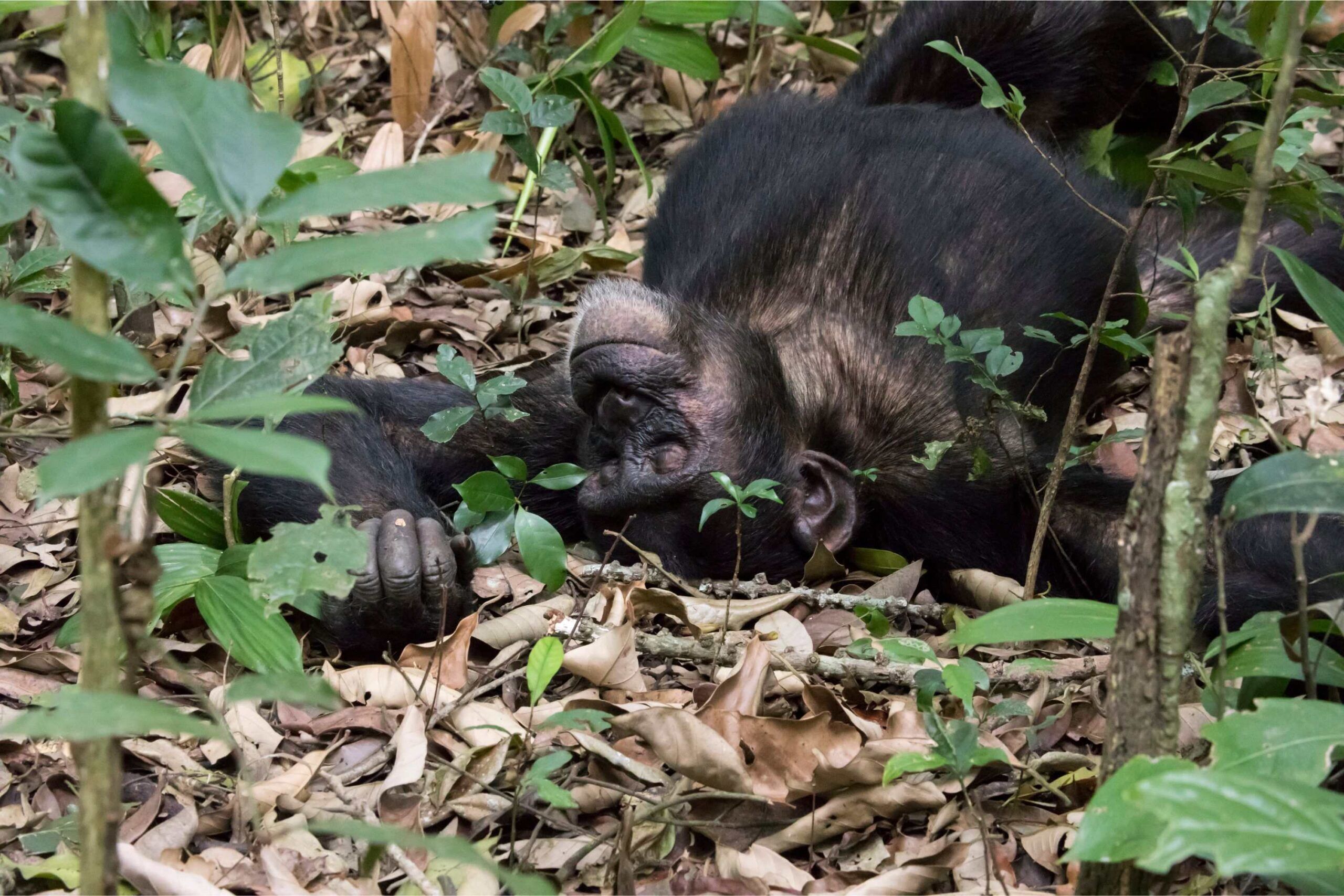 Chimpanzee lying on its back on the ground of a forest