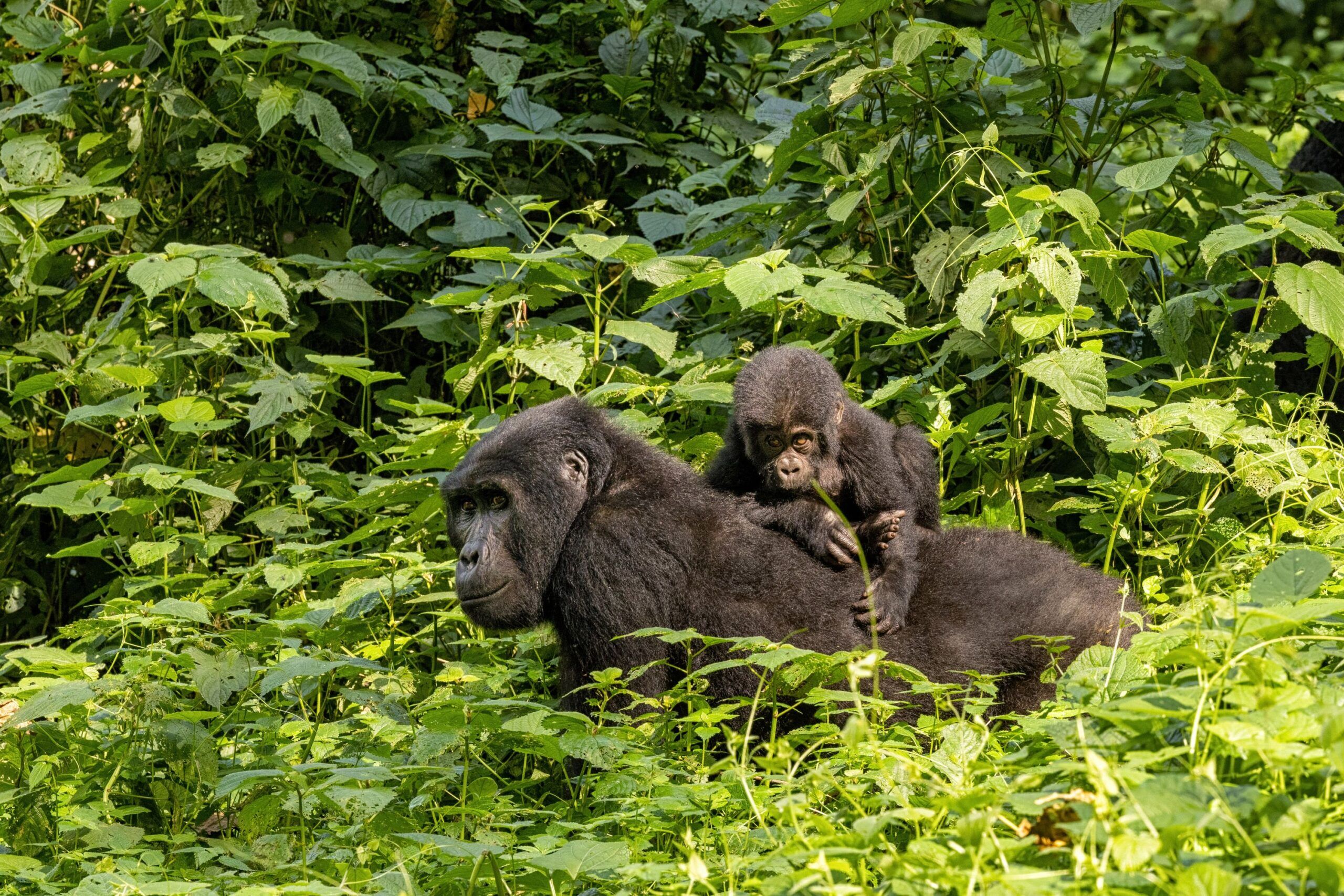 Mother and baby mountain gorilla roaming through the green jungle