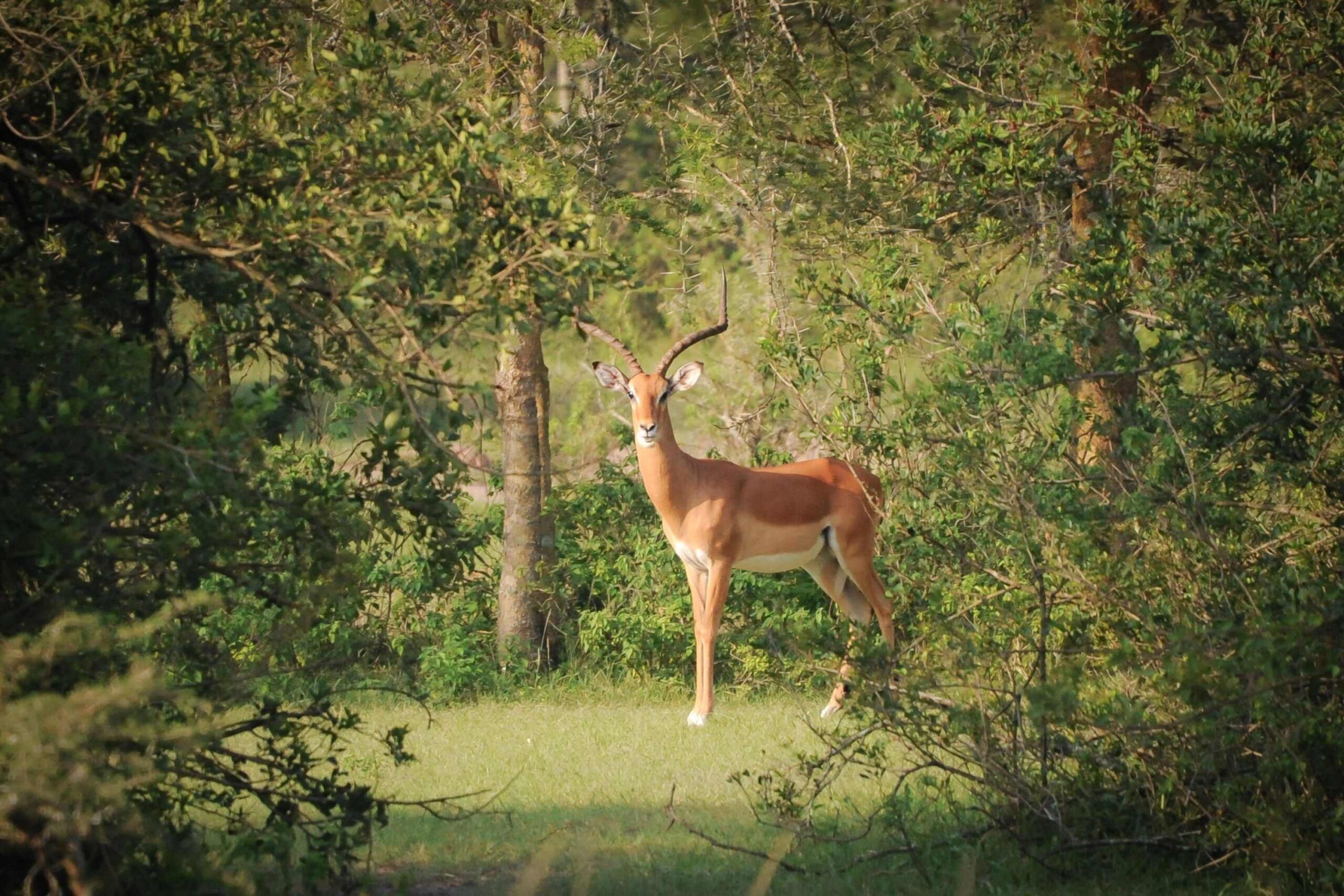 Impala standing on green grass surrounded by green bushes and trees