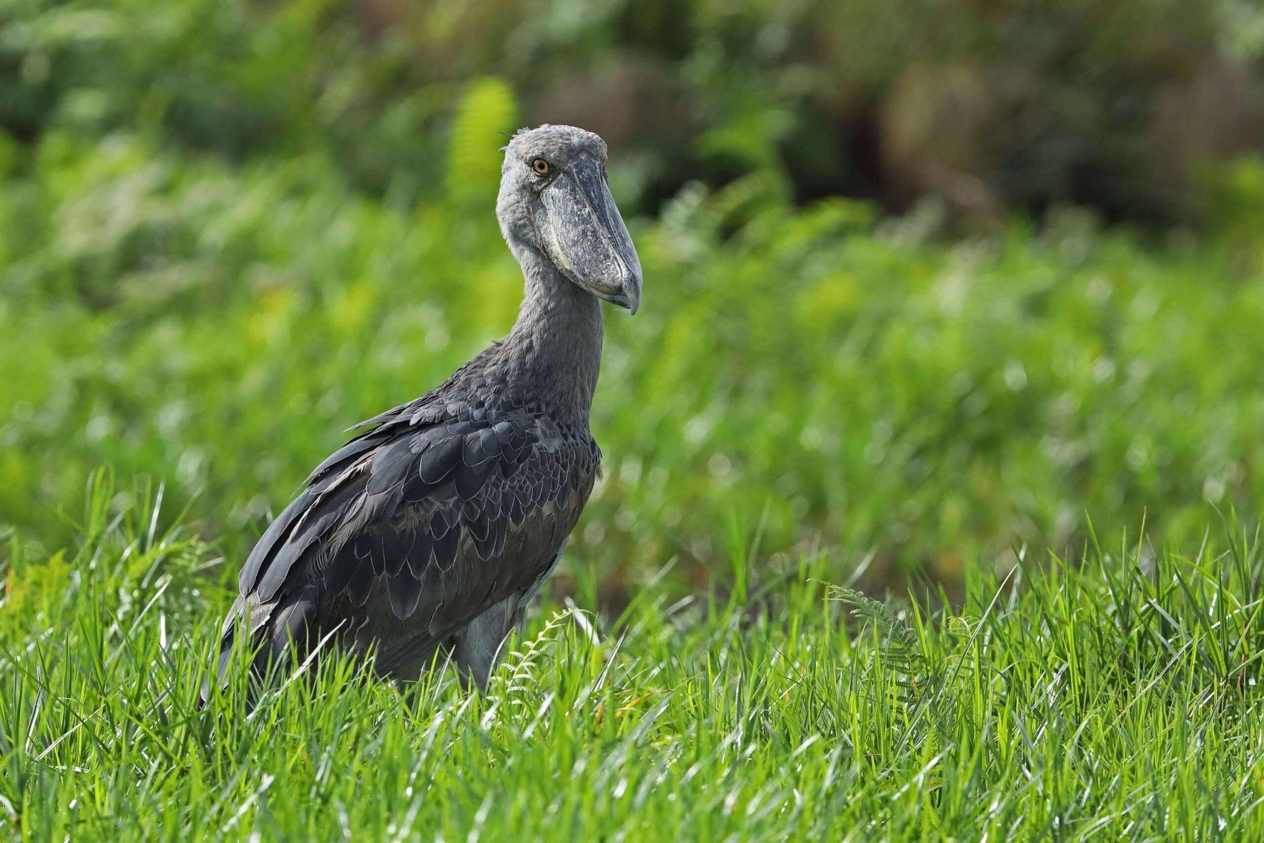 Shoebill stork standing in the high green grass at Lake Mburo