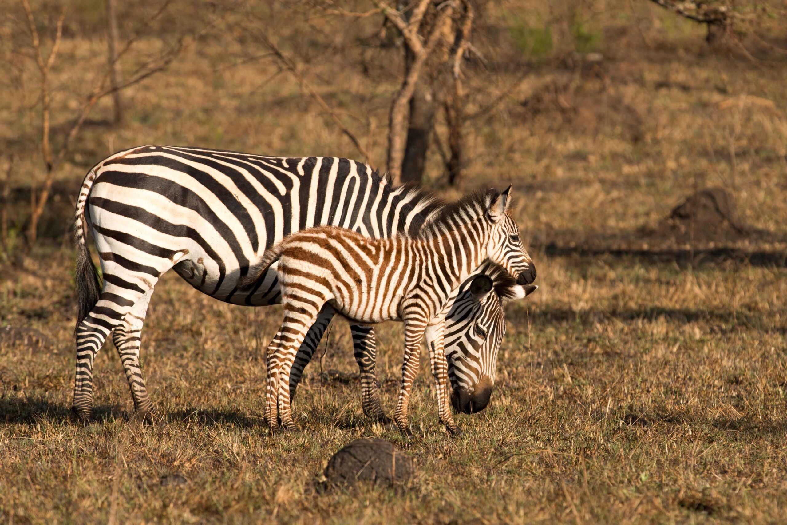 Mother zebra grazing, baby zebra standing next to her in grassland