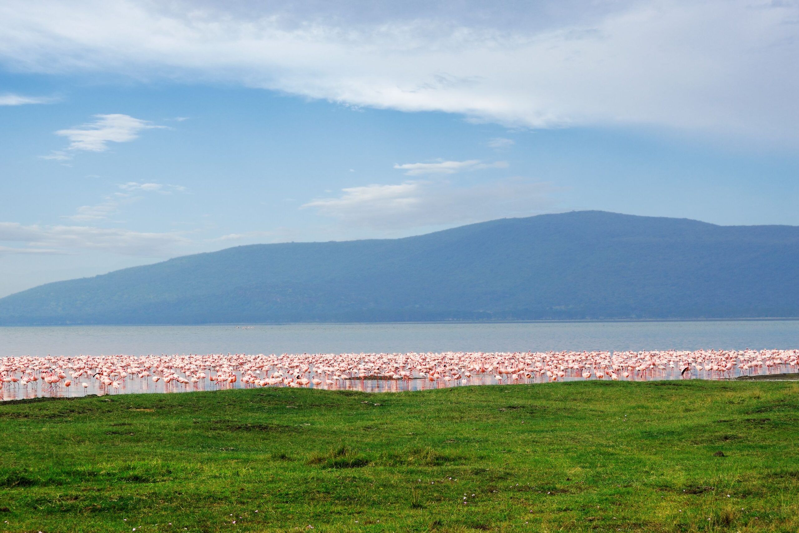 Countless flamingos in Lake Nakuru with green grass in front of it