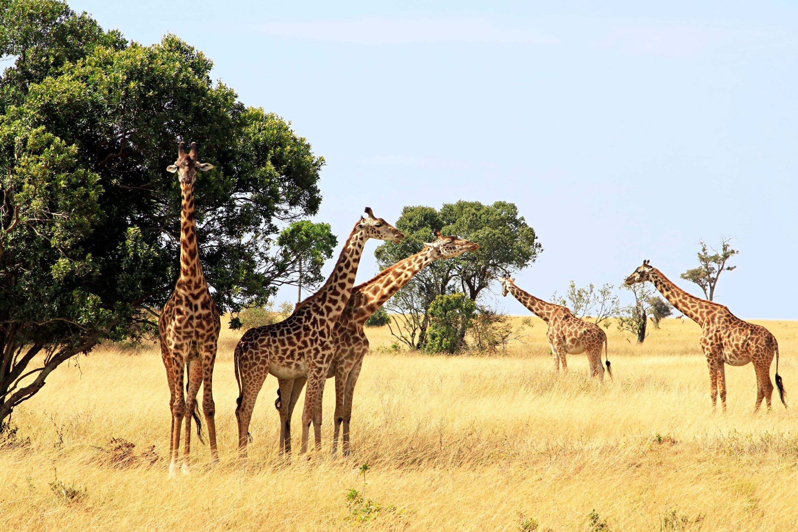 Herd of giraffes standing in the light grass of Masai Mara next to trees
