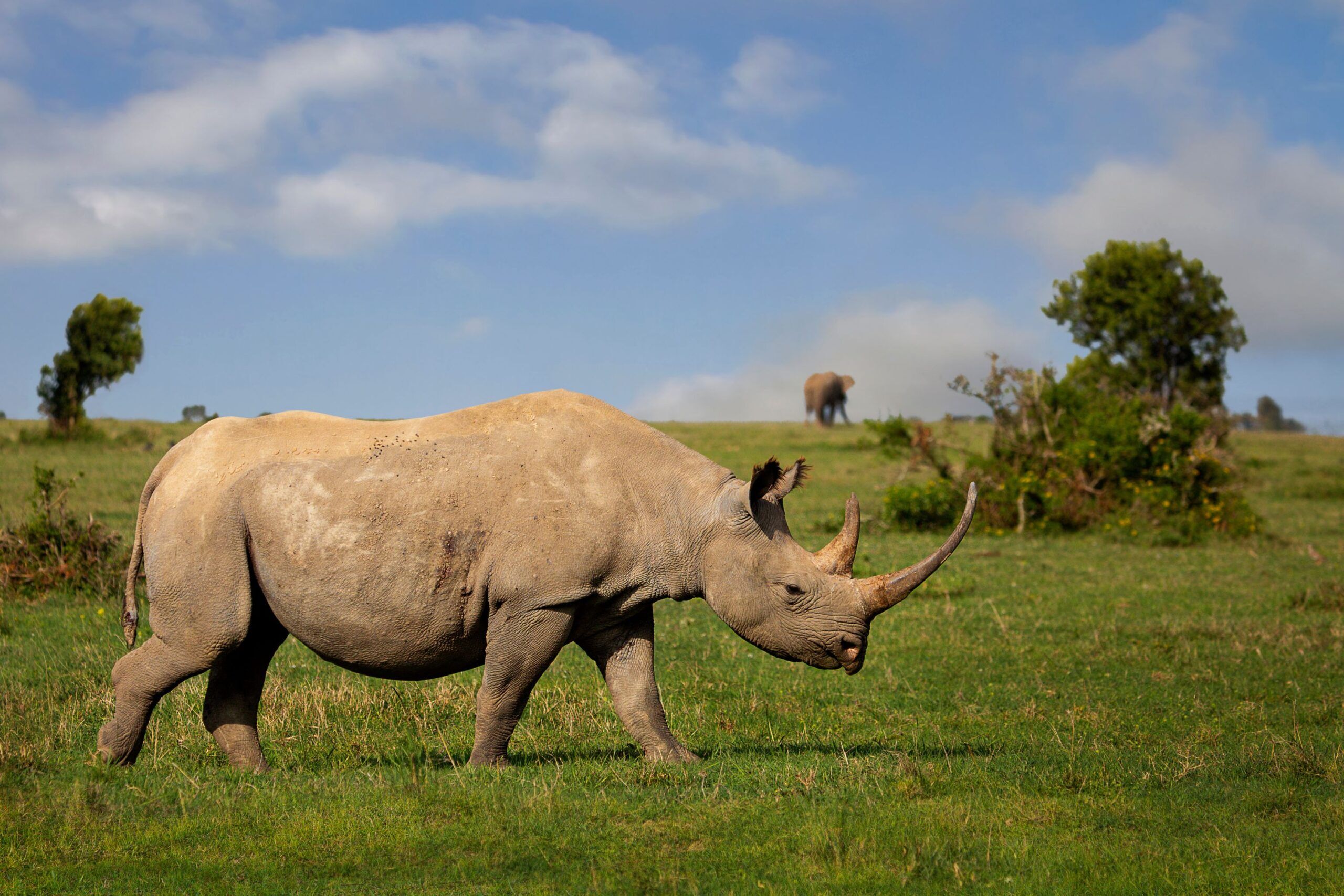 Black rhino walking through the grass with bushes in the background