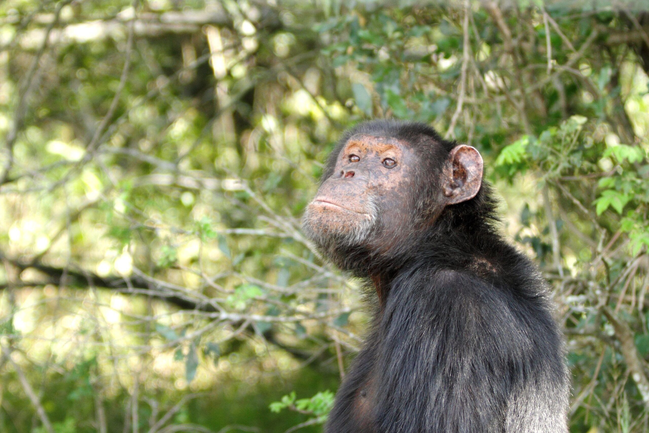 Chimpanzee sitting next to trees gazing into the distance