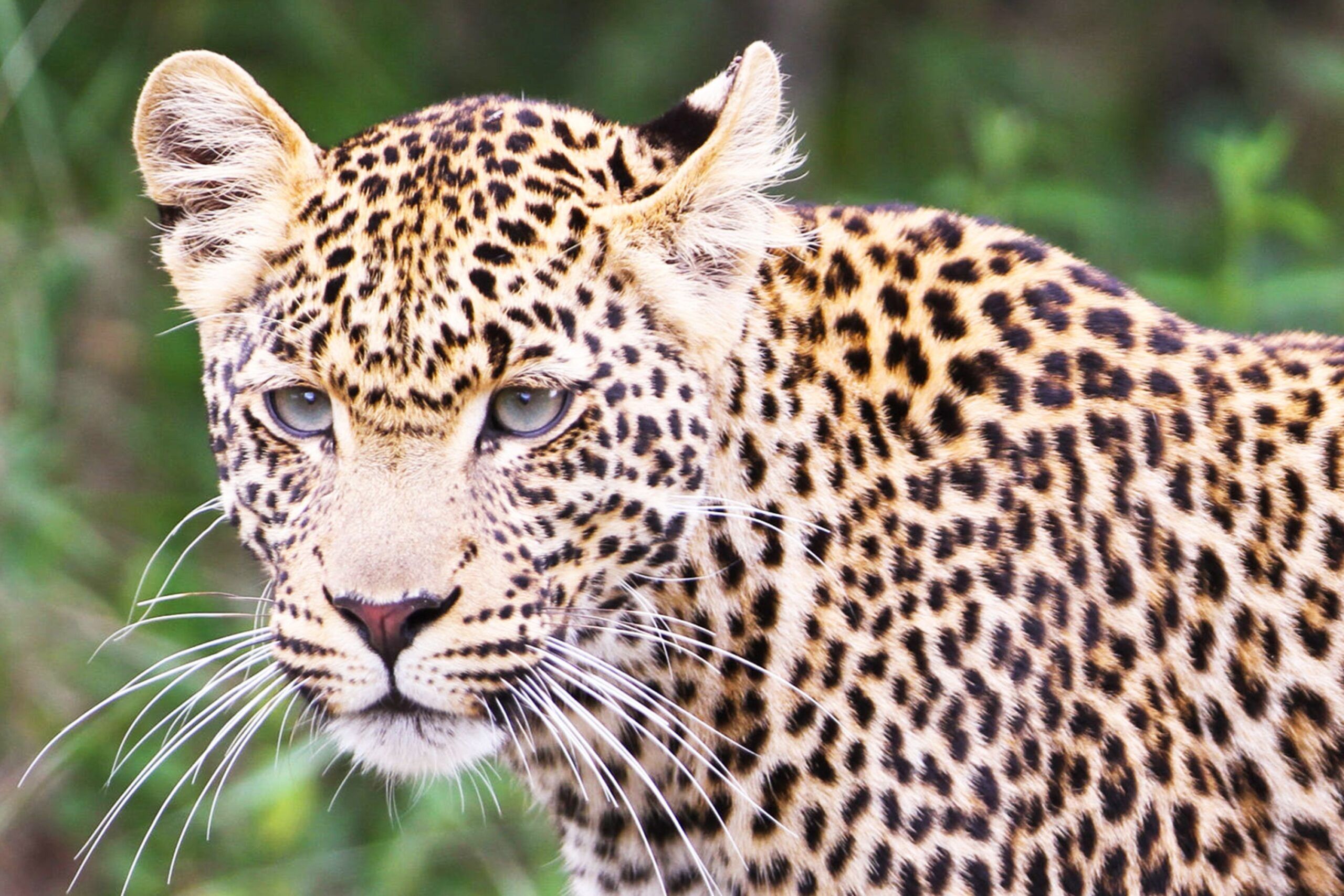 Young leopard in Ol Pejeta Conservancy