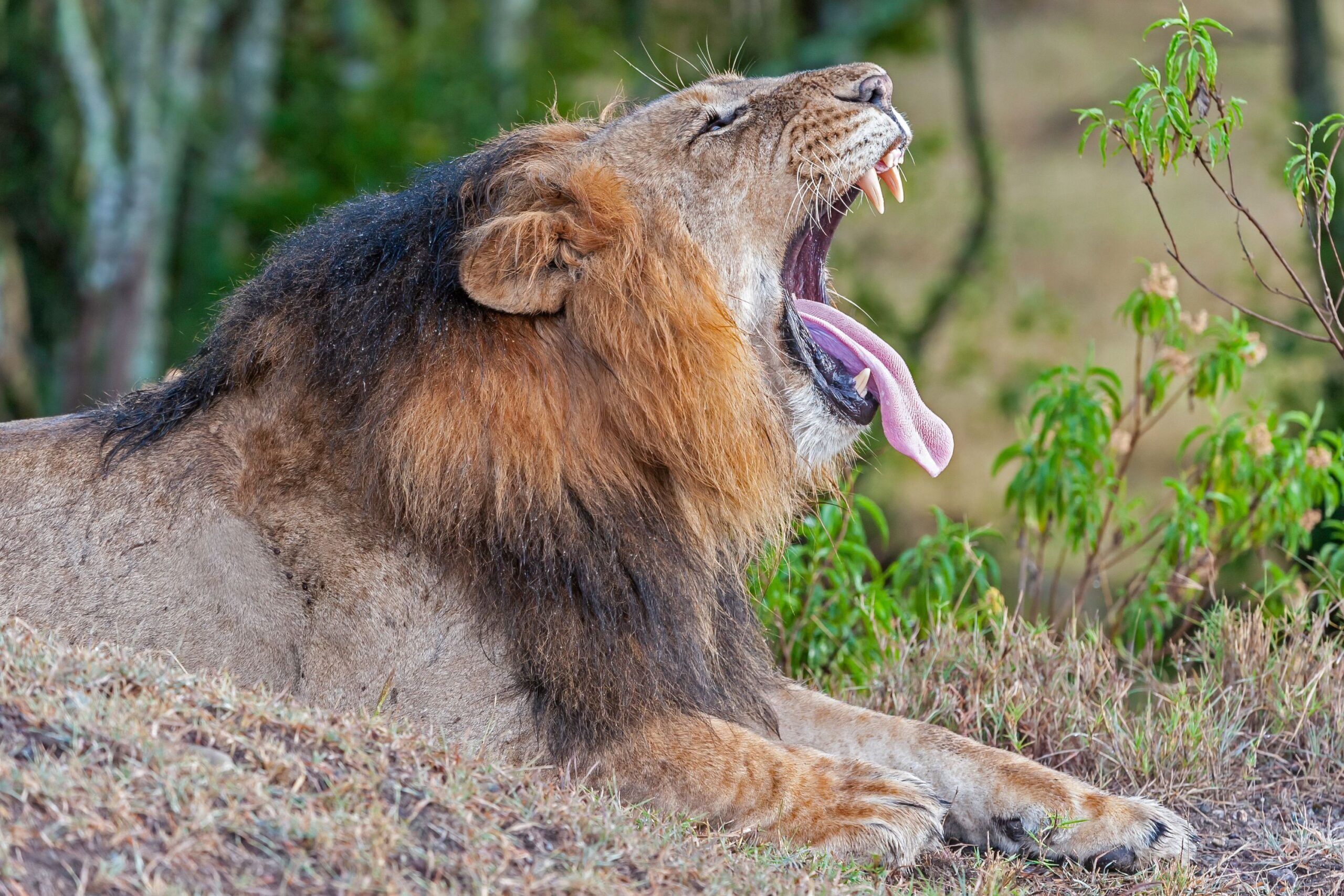 Lion lying on the ground, yawning and sticking out his tongue