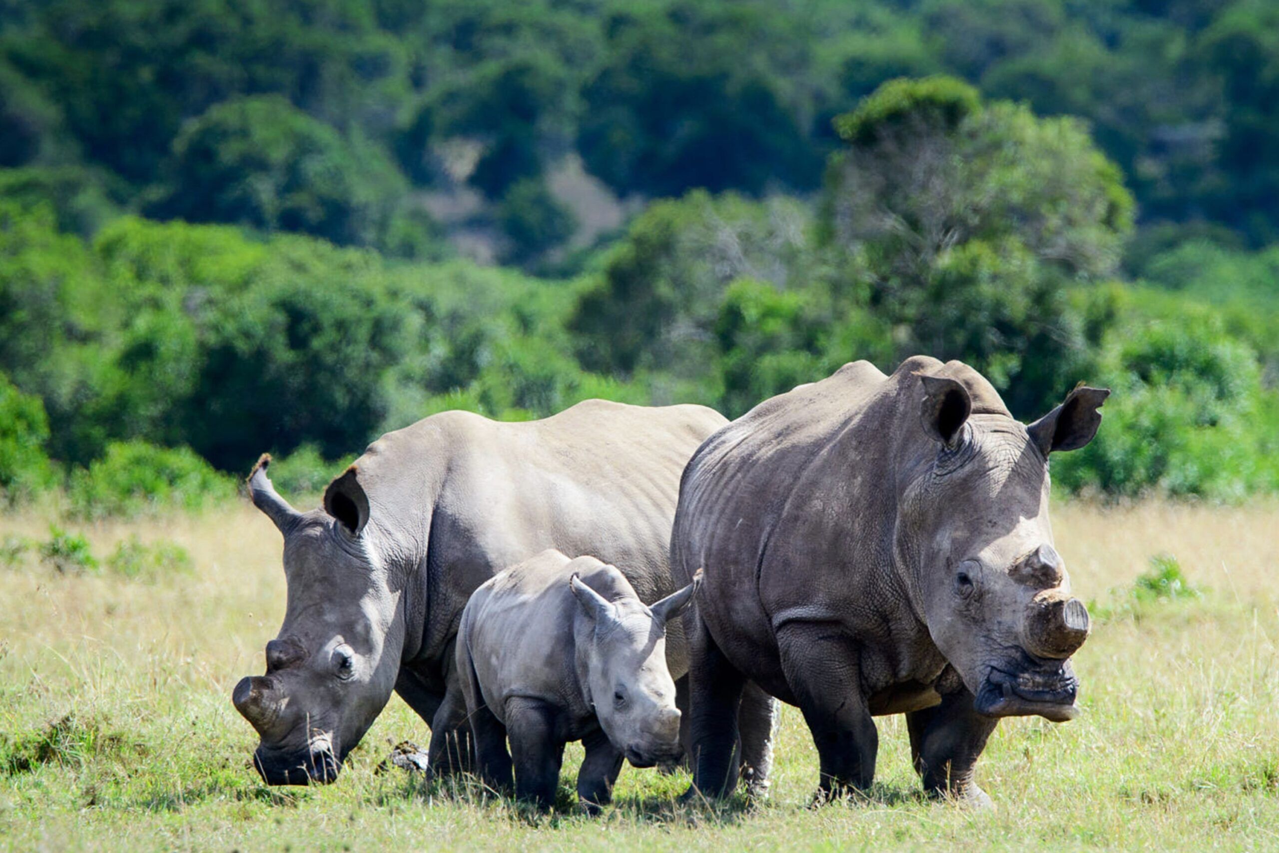 Two grown white rhinos and one baby white rhino in green grass in front of green bushes