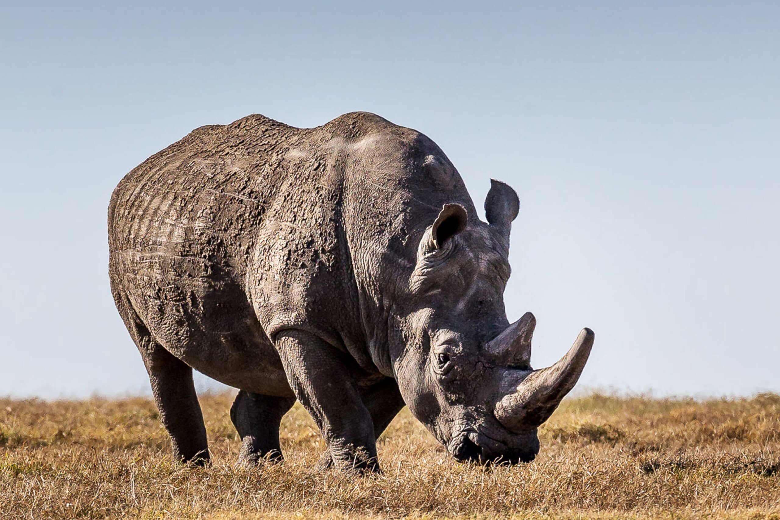 White rhino grazing in the savannah