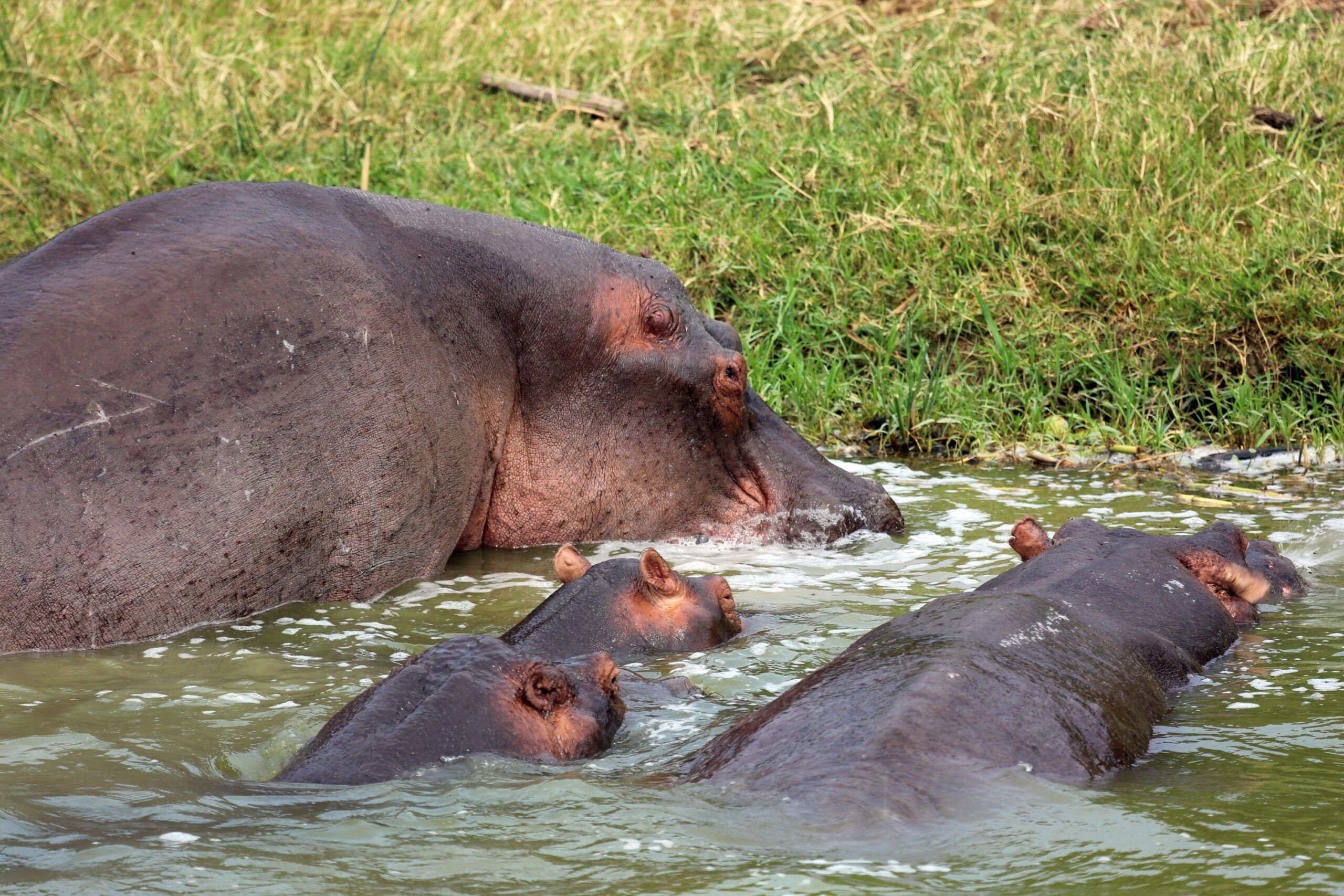 Two grown and two baby hippos in the water next to green grass