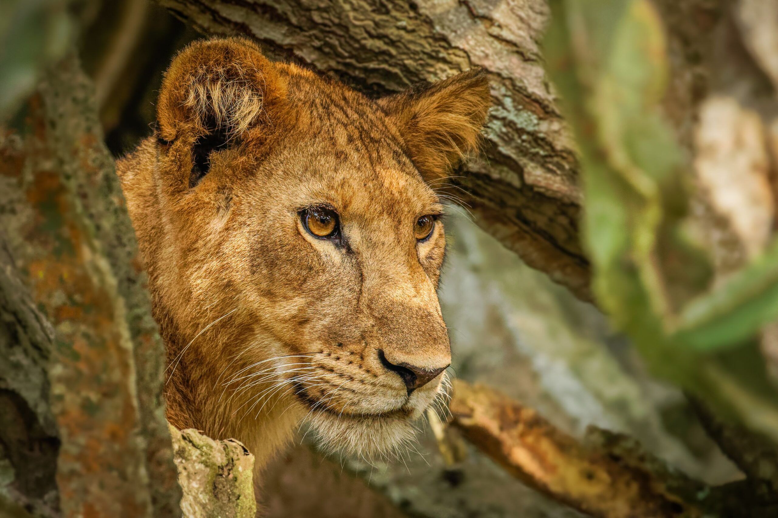 Lioness surrounded by trees in Queen Elizabeth National Park