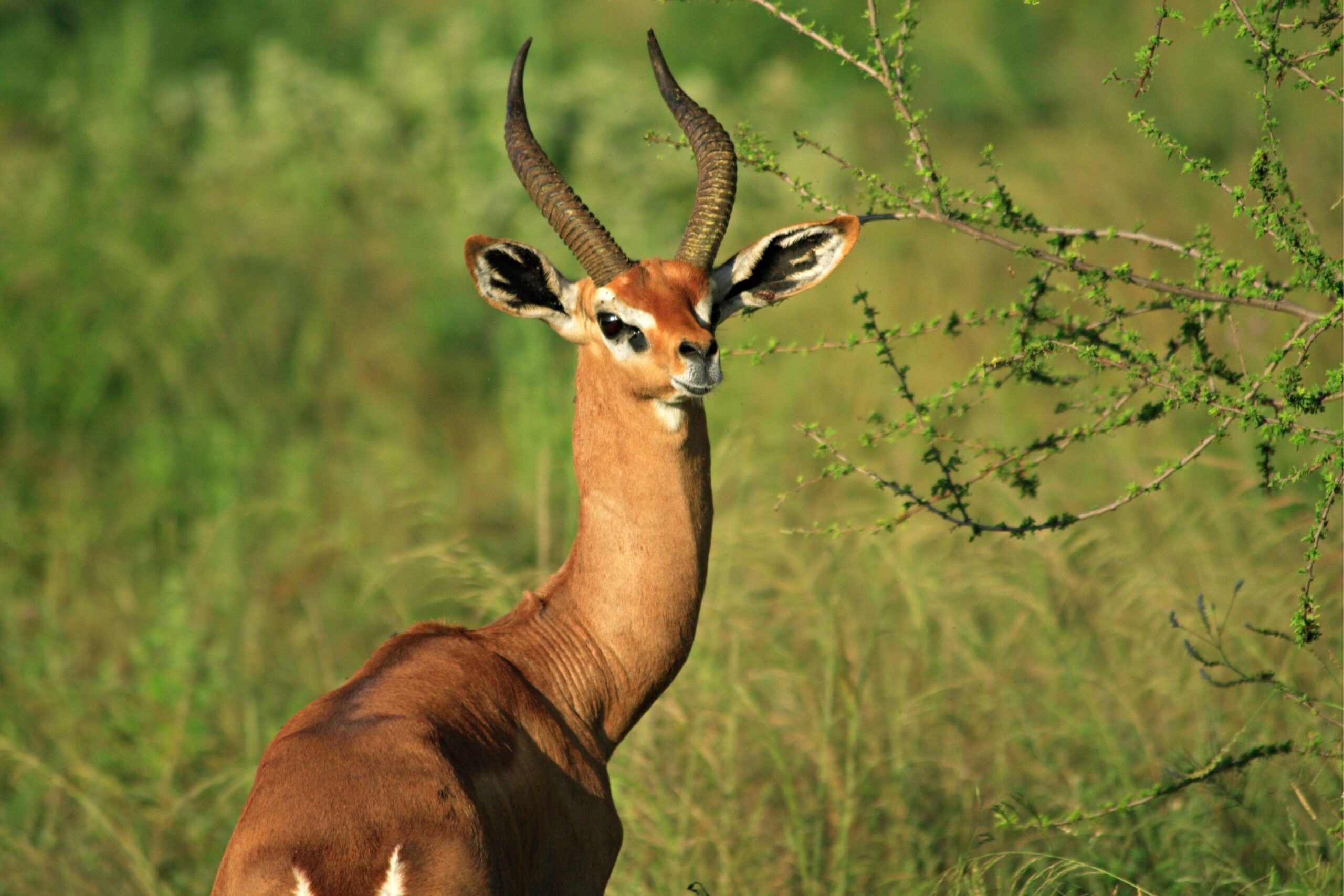 Gerenuk looks back standing in green grass next to a bush