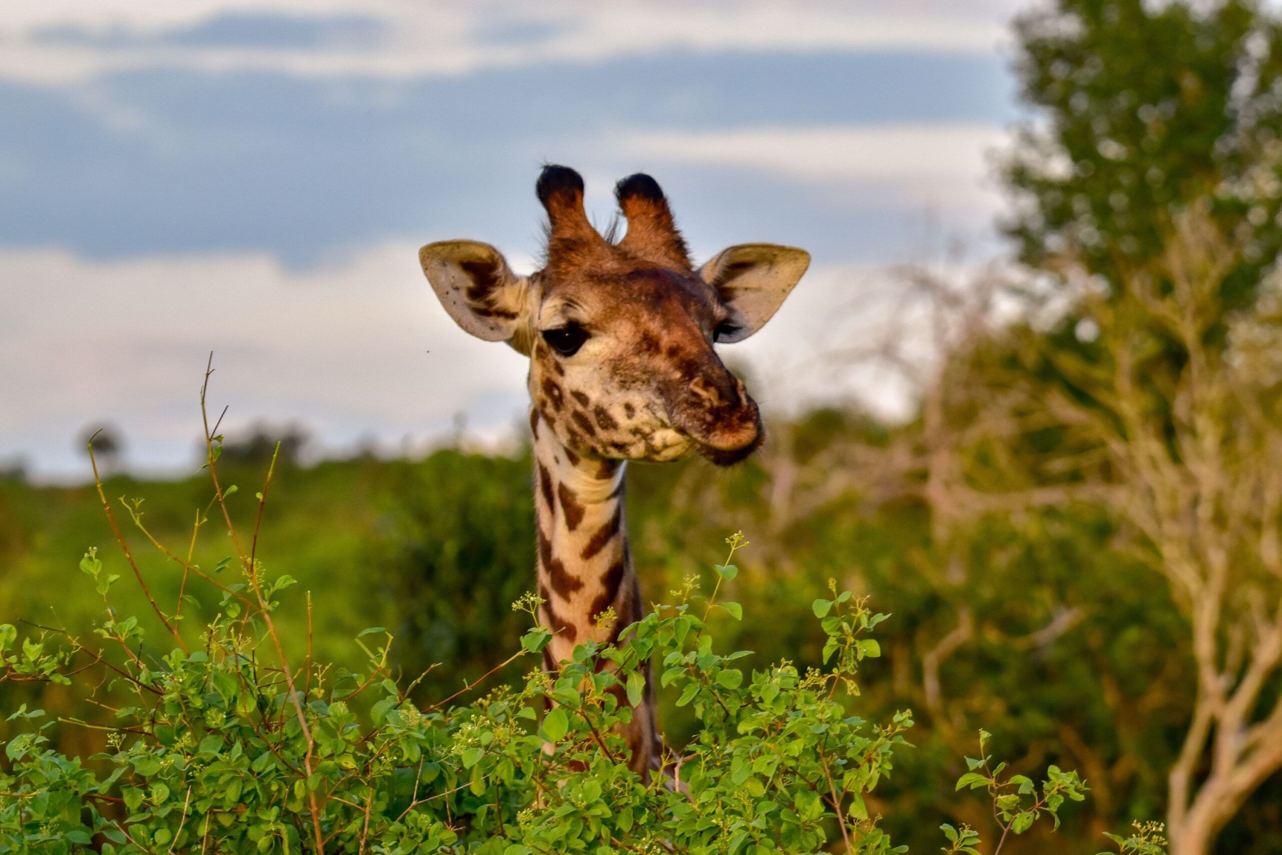 Giraffe pops its head through green leaves of trees