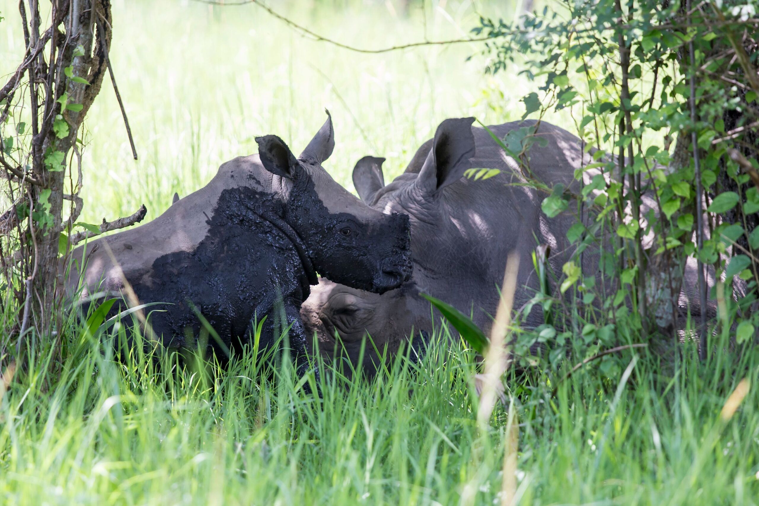 Two rhinos in green grass, the younger one is half covered in black mud