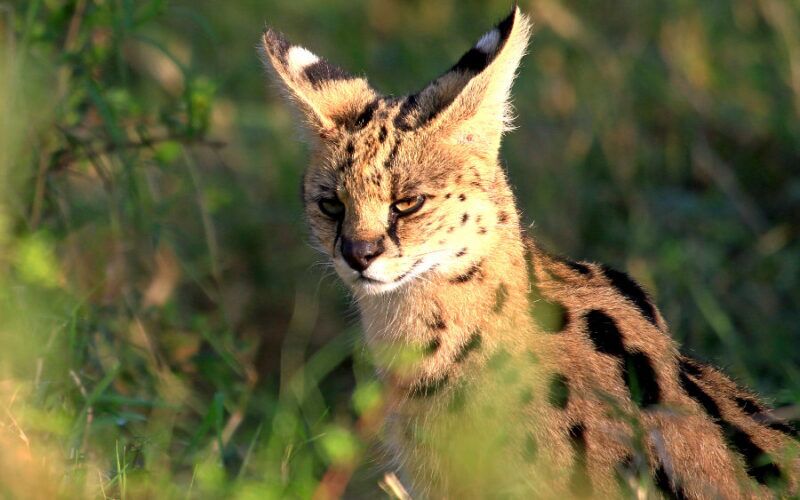 Serval Lumo Conservancy