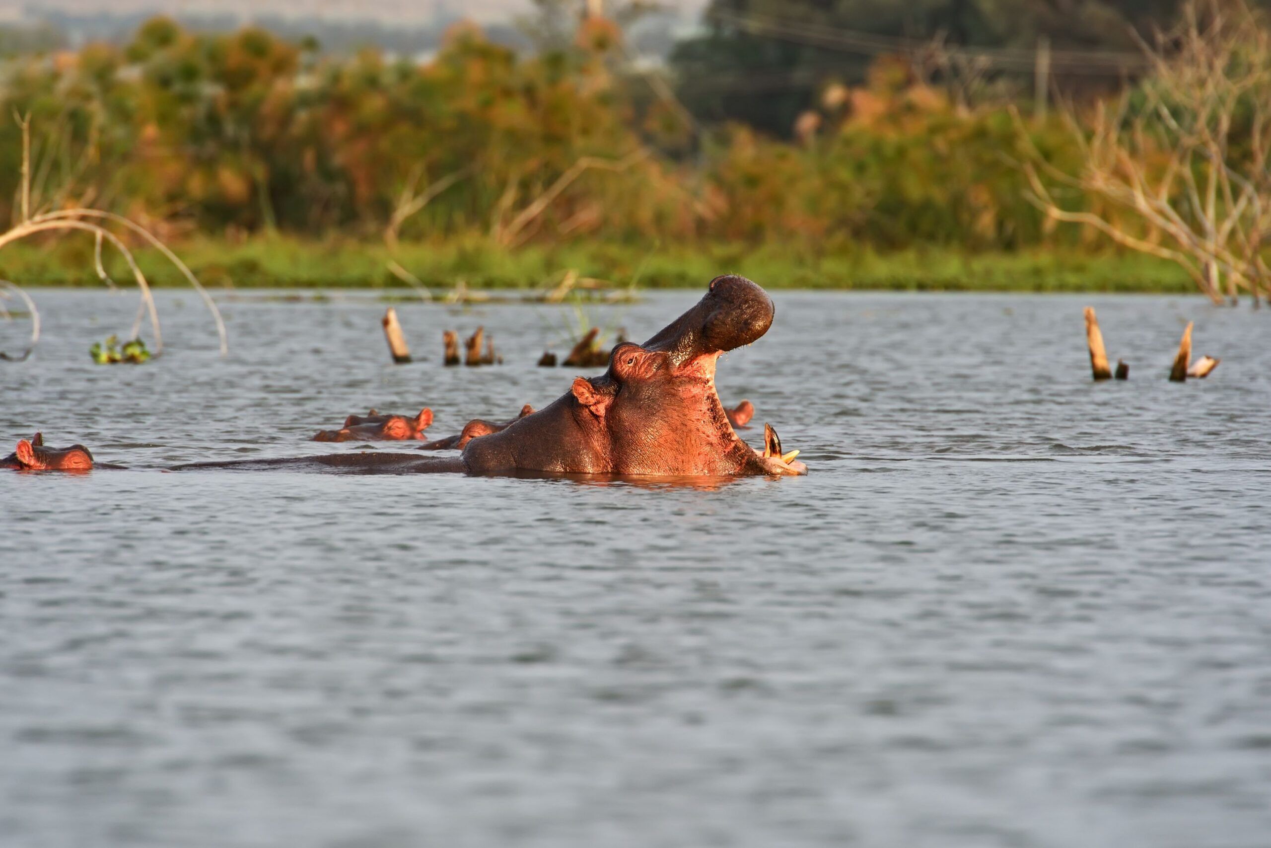 Hippo with open mouth emerging from the water