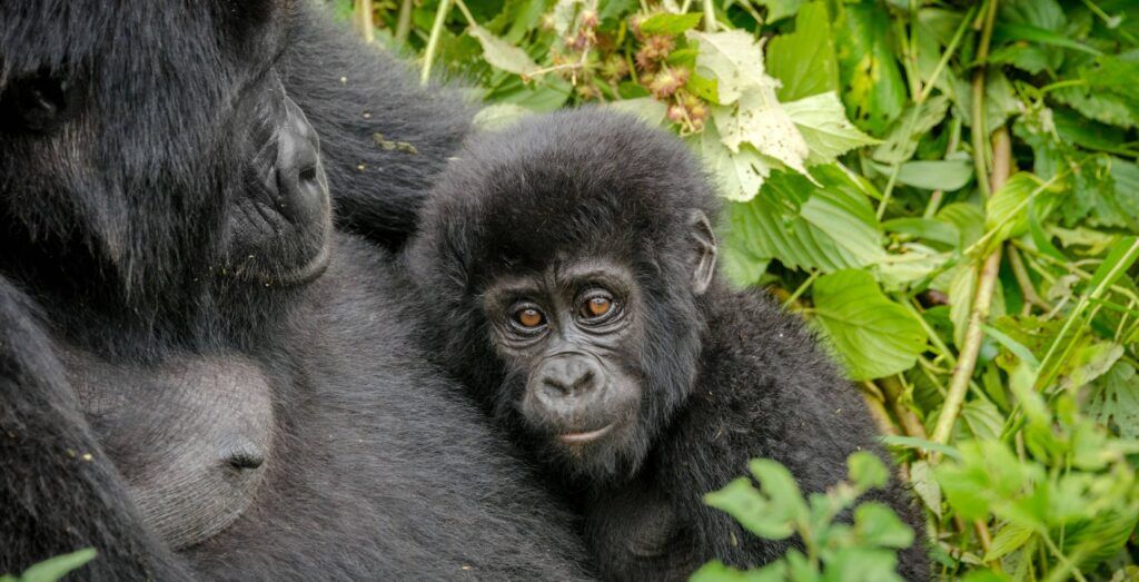 Baby mountain gorilla resting beside an adult gorilla in the dense rainforest of Bwindi Impenetrable National Park, Uganda, during a gorilla trekking experience.