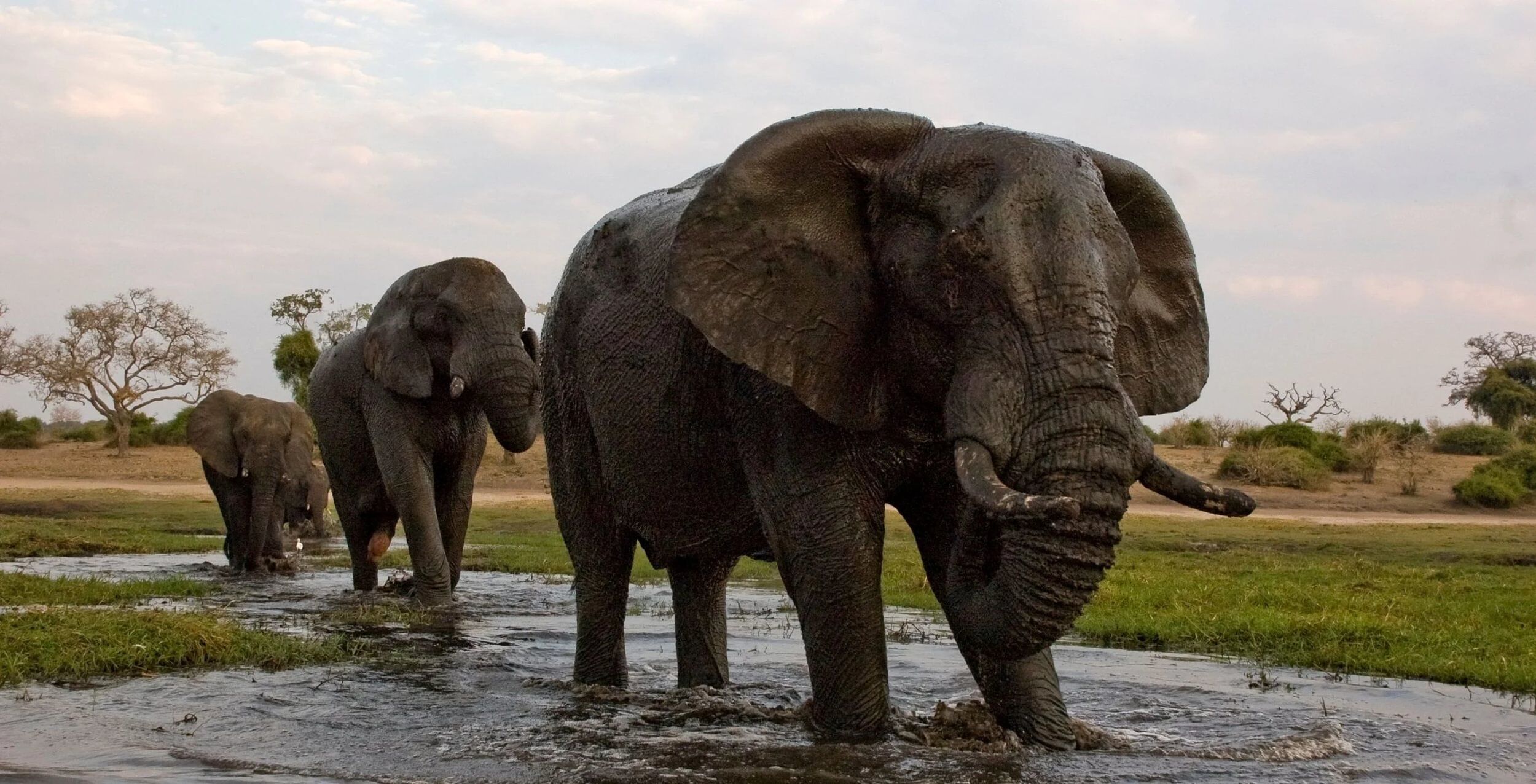 Chobe Riverfront (Chobe National Park)