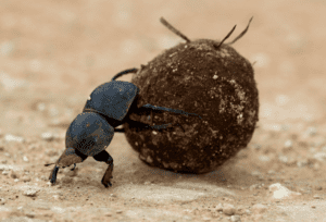 Addo Elephant National Park Südafrika
