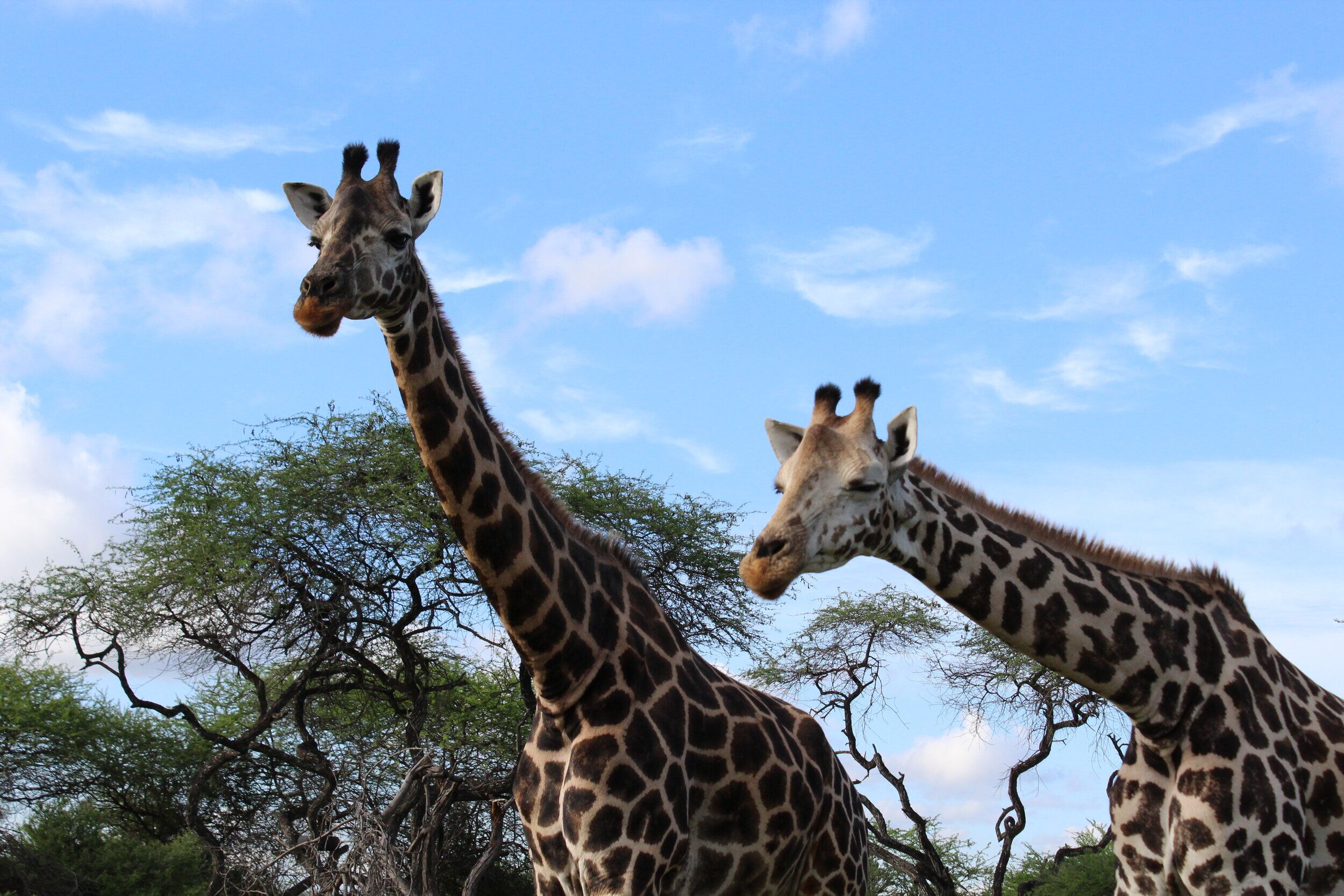 Nguuni Nature Sanctuary – guided hike, giraffe watching and sundowner with bonfire