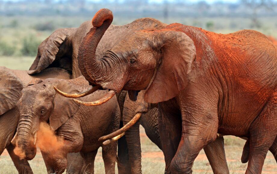 Elephant herd covered with red dust in Tsavo East National Park Kenya