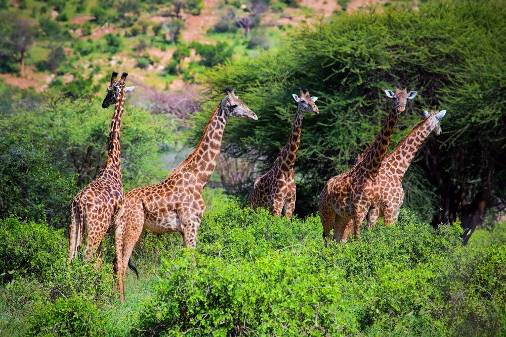 big five safari mombasa