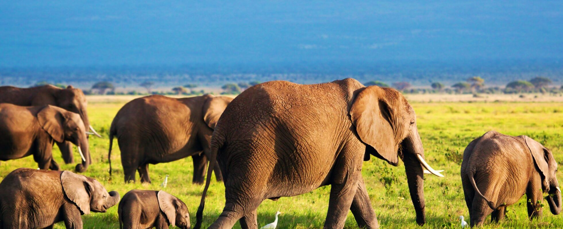 Herd of elephants with baby elephants roaming through the green grass