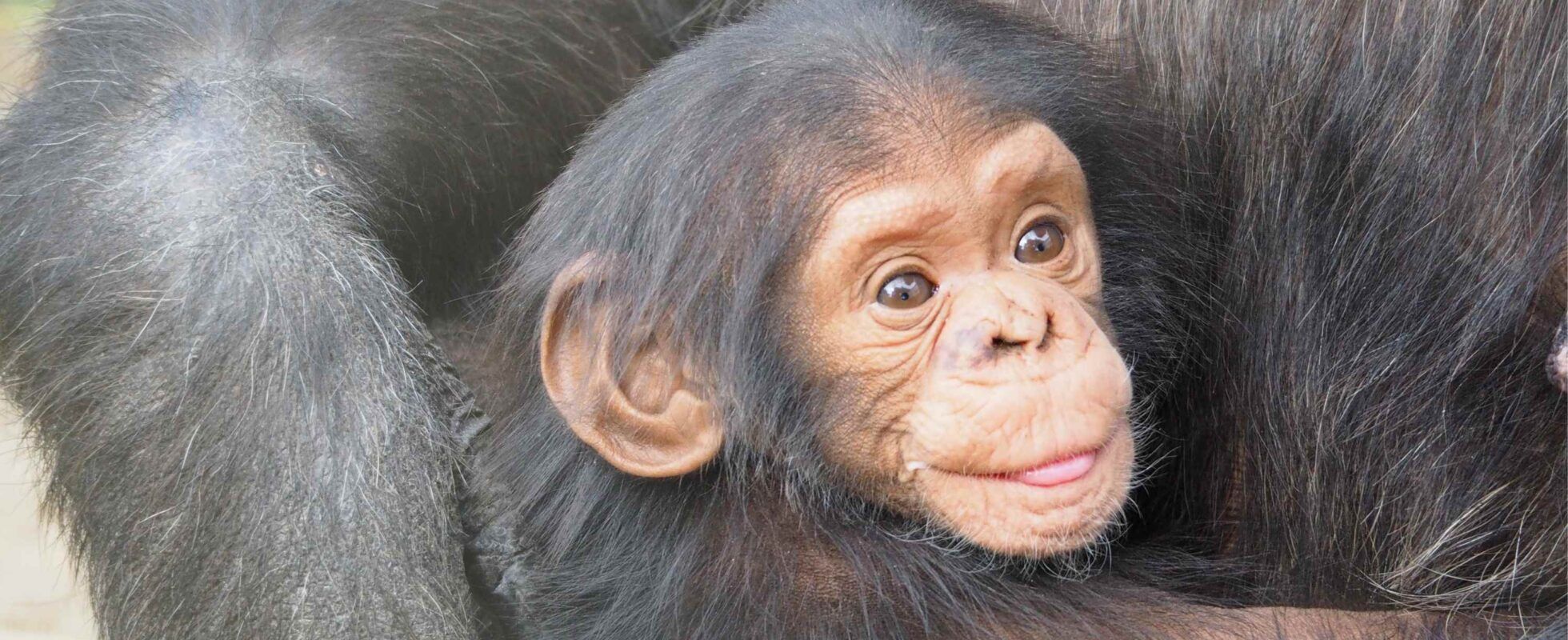 Baby chimpanzee clinging tight on to its mother