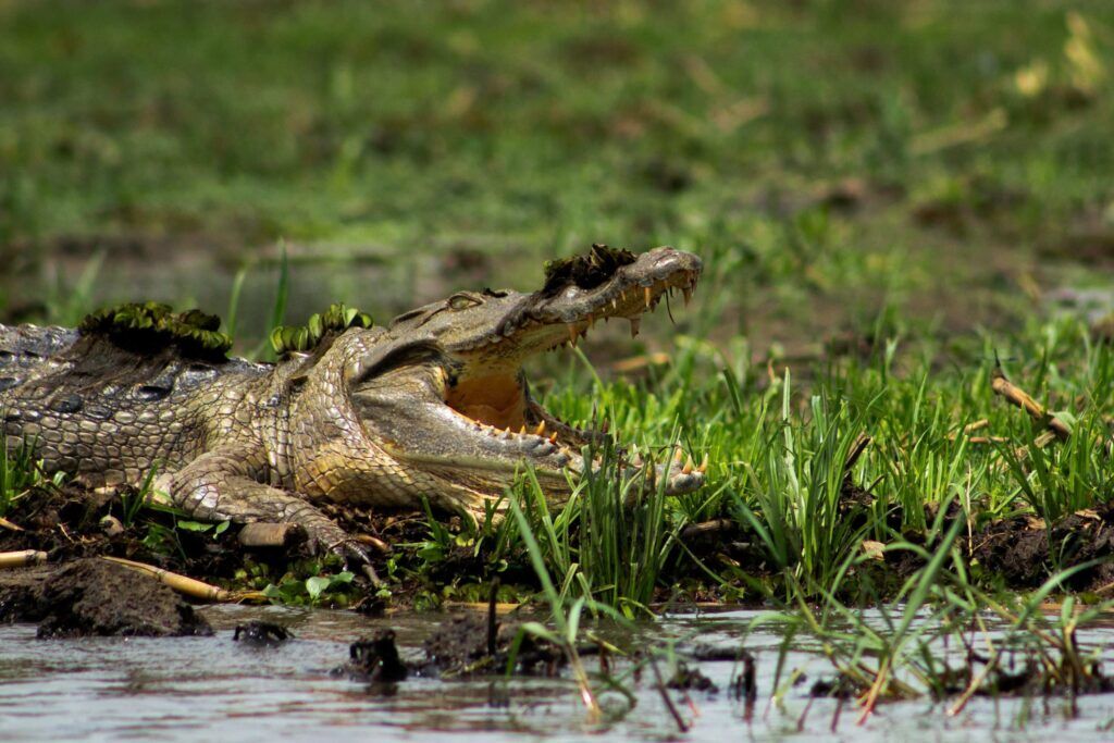 Crocodile lying in green grass at the water in Murchison Falls National Park