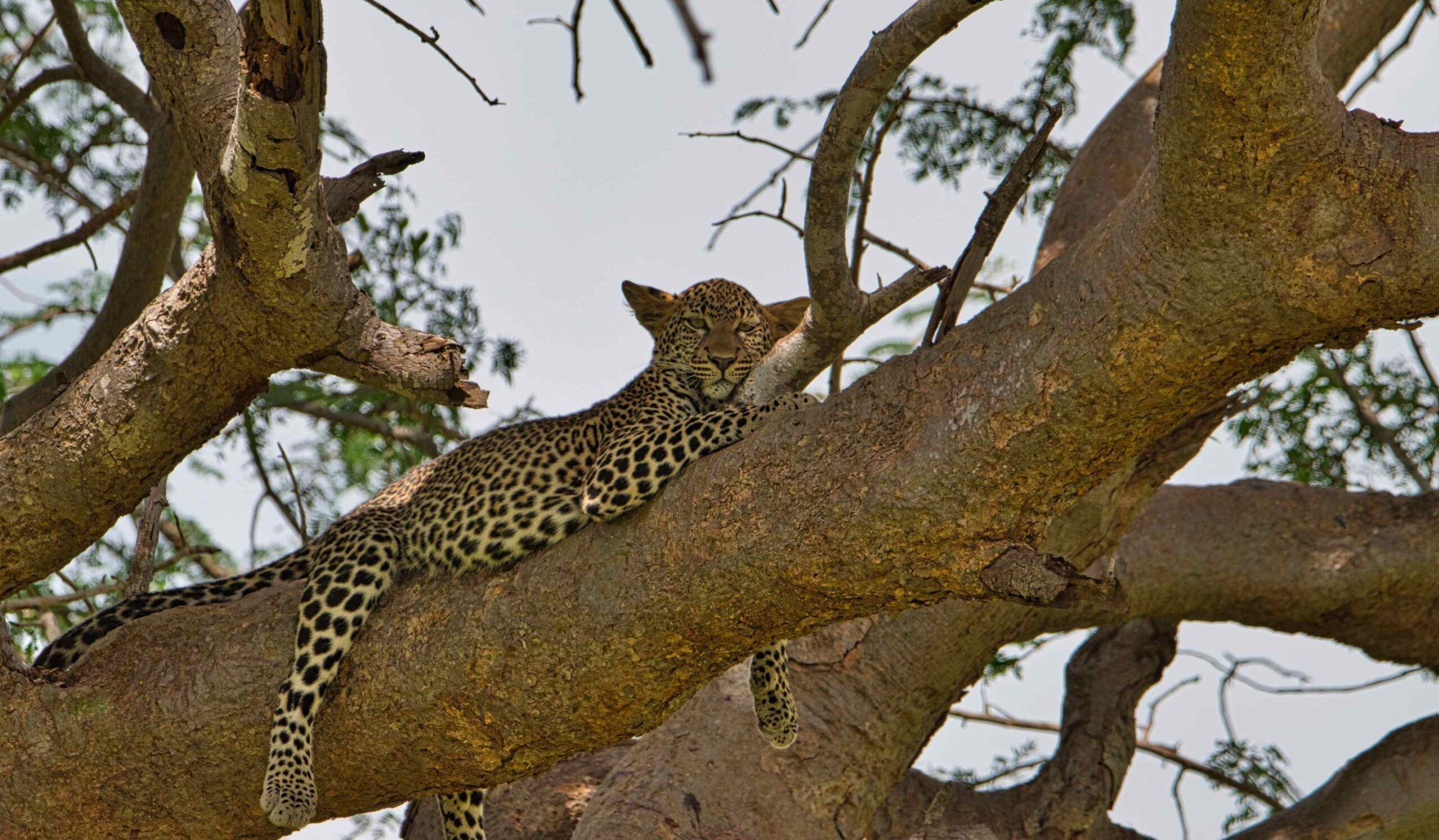 Tsavo East National Park